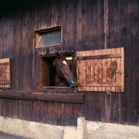 Picture of Wurttemberger looking out of stable