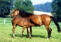 Picture of wurttemberger mare with  foal suckling at marbach