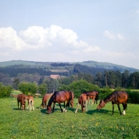 Picture of wurttemberger mares and foals grazing at marbach stud, germany