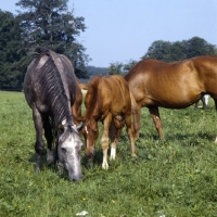 Picture of Wurttemberger mares grazing with foal