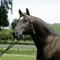 Picture of wurttemberger stallion at marbach stud, germany