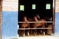 Picture of wurttembergers looking out of their stable at marbach