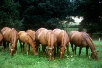 Picture of wurttembergers, mares and foals, grazing at marbach