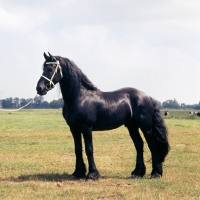 Picture of Wybren 236, Friesian stallion in Holland
