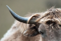 Picture of Yak horn