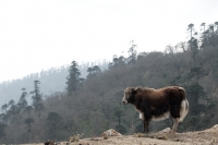 Picture of yak in Bhutan
