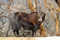 Picture of Yak in Bhutan