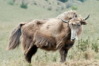 Picture of Yak in field, Bhutan