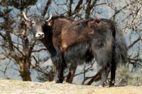 Picture of Yak standing near ridge, Bhutan