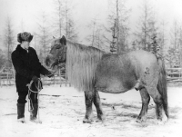 Picture of Yakut horse photograph Barmintsev