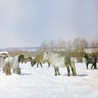Picture of yakut ponies in snow, some grazing