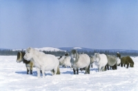 Picture of yakut ponies standing together in snow in russia