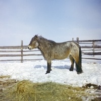 Picture of yakut pony in snow in enclosure