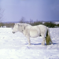 Picture of yakut pony in snow