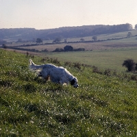 Picture of yankee of neighbours, english setter walking and scenting on the hillside