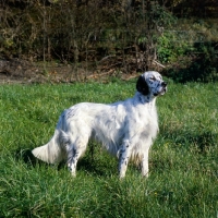 Picture of yankee of neighbours, english setter standing in a field