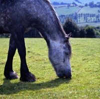 Picture of yarlton comely,  dales pony grazing, head and forelegs