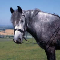Picture of Yarlton Comely, Dales pony wearing bridle