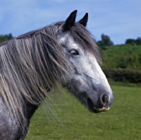 Picture of yarlton comely,dales pony mare head 