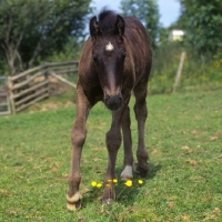 Picture of Yarlton Montgomery front view of Dales Pony foal