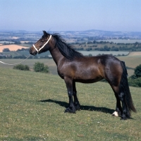 Picture of Yarlton Penny Royal, Dales Pony mare on a hillside  