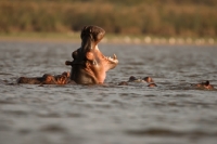 Picture of Yawning Hippo in Lake Naivasha