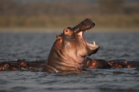 Picture of Yawning Hippo in Lake Naivasha