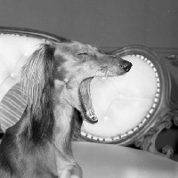 Picture of yawning saluki