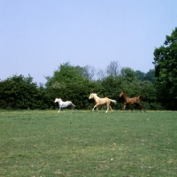 Picture of yearlings, palomino and chestnut horse with grey pony (unknown breeds) cantering in field with space around