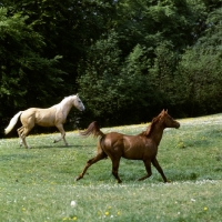 Picture of yearlings, palomino and chestnut horse (unknown breed) trotting in field