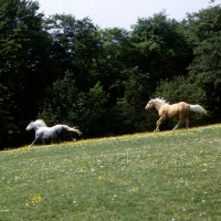Picture of yearlings, palomino and welsh mountain pony cantering