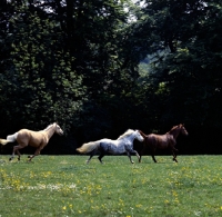 Picture of yearlings, palomino, welsh mountain pony and chestnut cantering in field