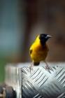 Picture of yellow backed weaver bird in Uganda
