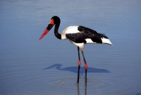 Picture of Yellow Billed Stork in Kruger National Park South Africa