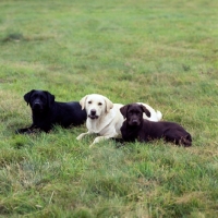 Picture of yellow, black and chocolate labrador puppies