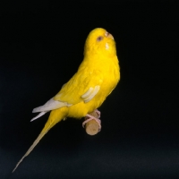 Picture of yellow budgerigar looking up