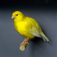 Picture of yellow canary on a perch