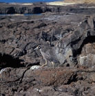 Picture of yellow crowned night heron  walking on lava, james island, galapagos islands