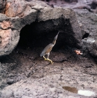 Picture of yellow crowned night heron at punta tortuga, isabela island. galapagos islands