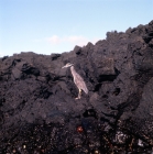 Picture of yellow crowned night heron on lava, james island, galapagos islands