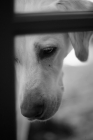 Picture of yellow lab looking out window