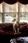 Picture of yellow lab looking out window