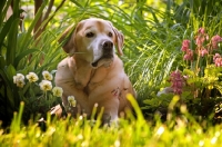 Picture of yellow lab lying in grass with flowers