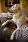 Picture of yellow lab lying on leather couch