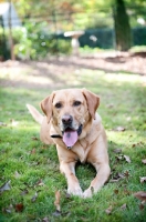 Picture of yellow lab mix lying in grass