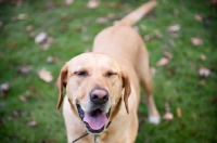 Picture of yellow lab mix smiling with eyes closed