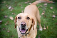 Picture of yellow lab mix smiling