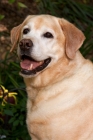 Picture of yellow lab outside 3/4 view