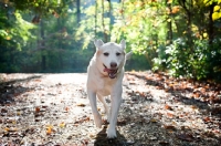 Picture of yellow lab running