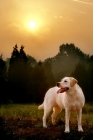 Picture of yellow lab standing in front of trees at sunset